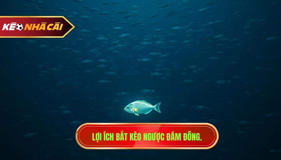 2. Lợi ích bắt kèo ngược đám đông.